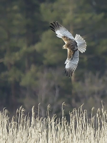 Ruskosuohaukka, Western Marsh Harrier, Circus aeruginosus
